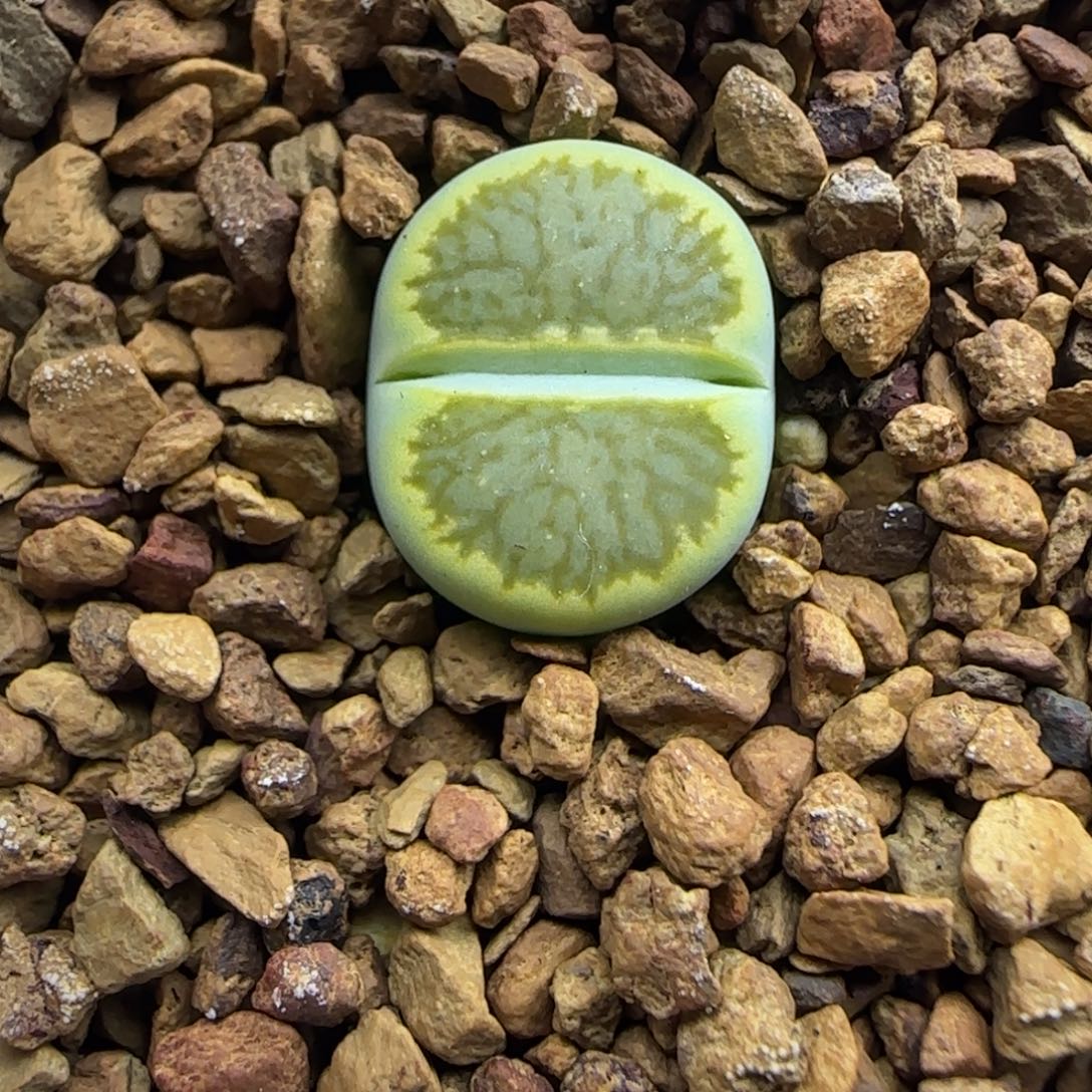 455 生石花大棚直播