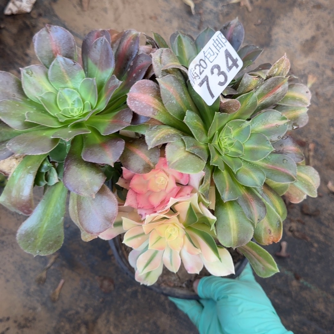 香妃中斑734满20包邮断枝不包