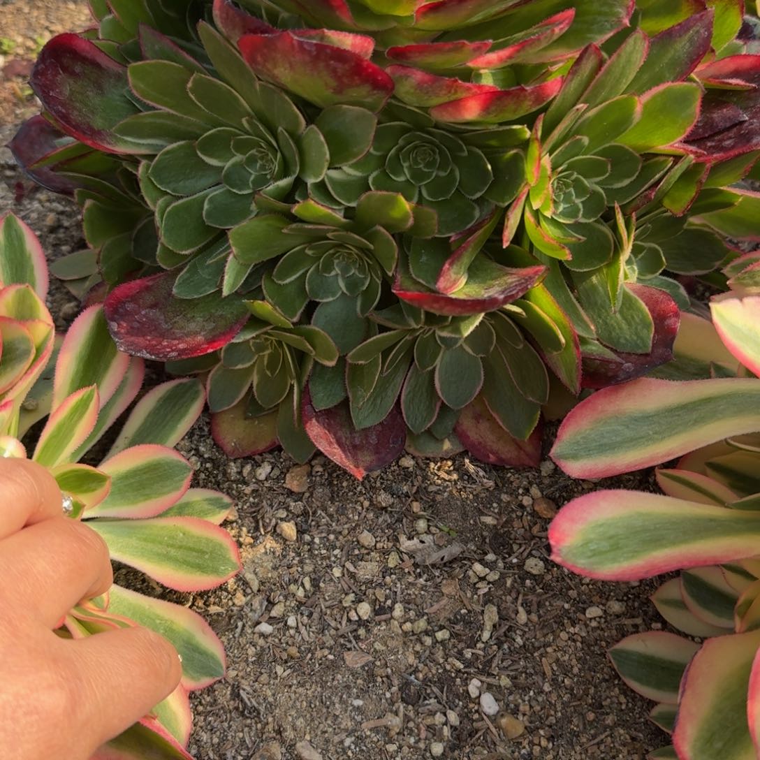 937粉花妖。多肉植物