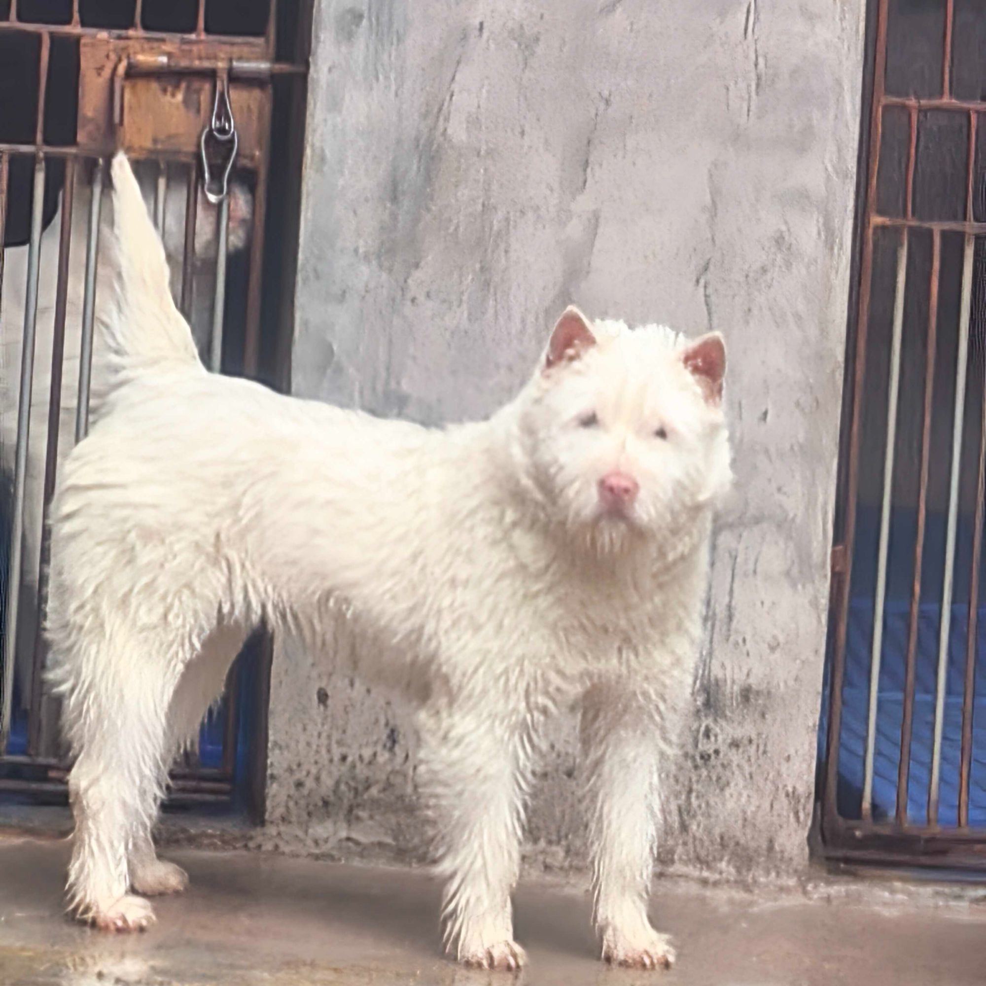 精品下司犬狗狗宠物直播间可挑选