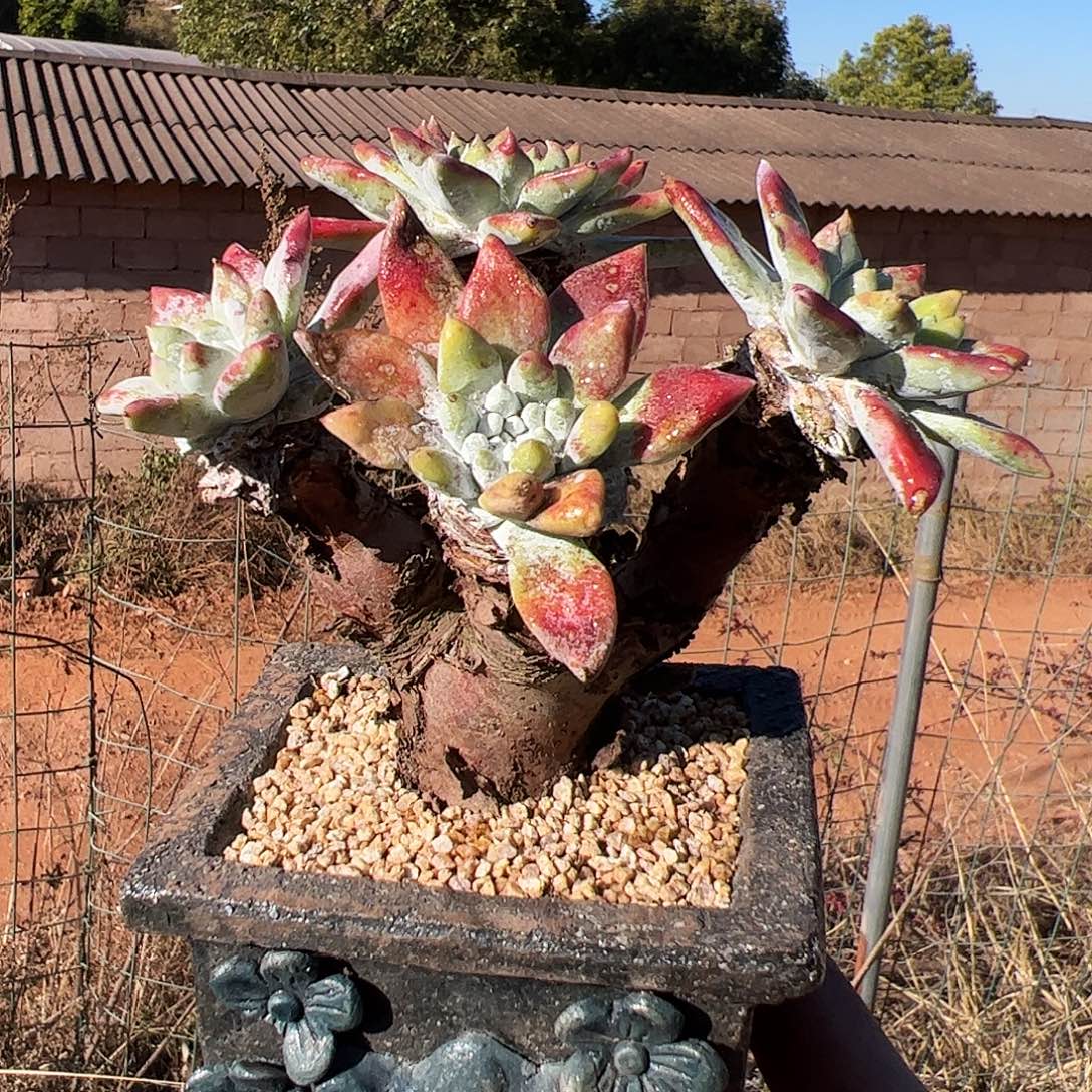 4510墨西哥苹果叶