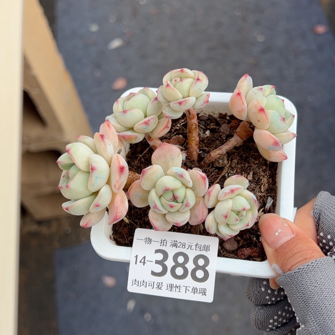 白底香草老桩多肉多肉多肉多肉