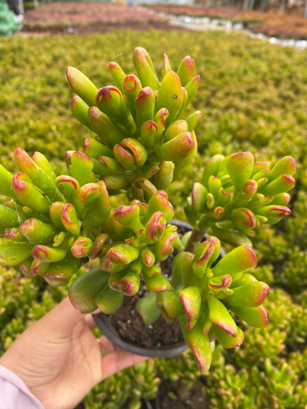 2年招财猫多肉带土发货室内盆栽新手好养