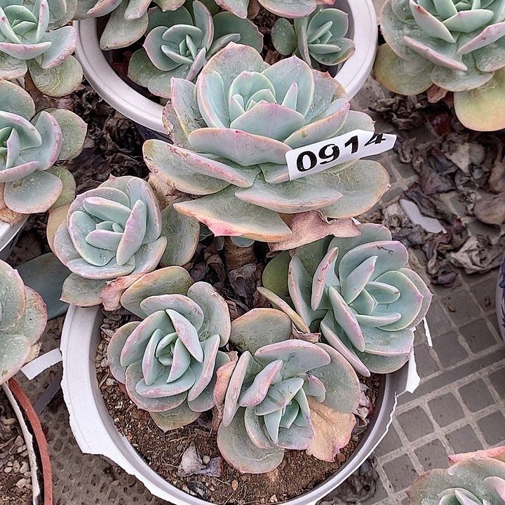 0914。。。。。。。。。。。。