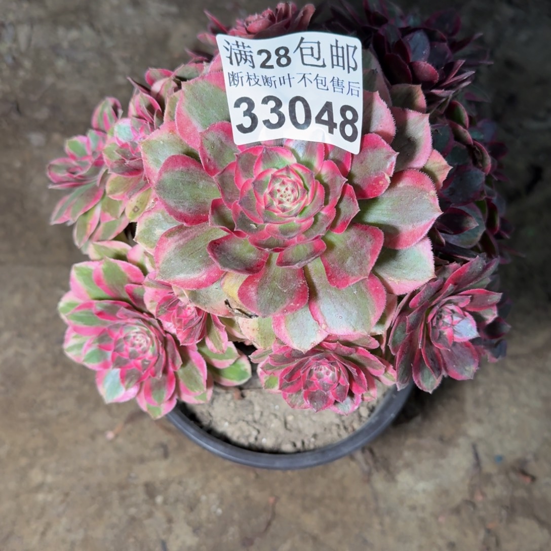 33048云和多肉植物