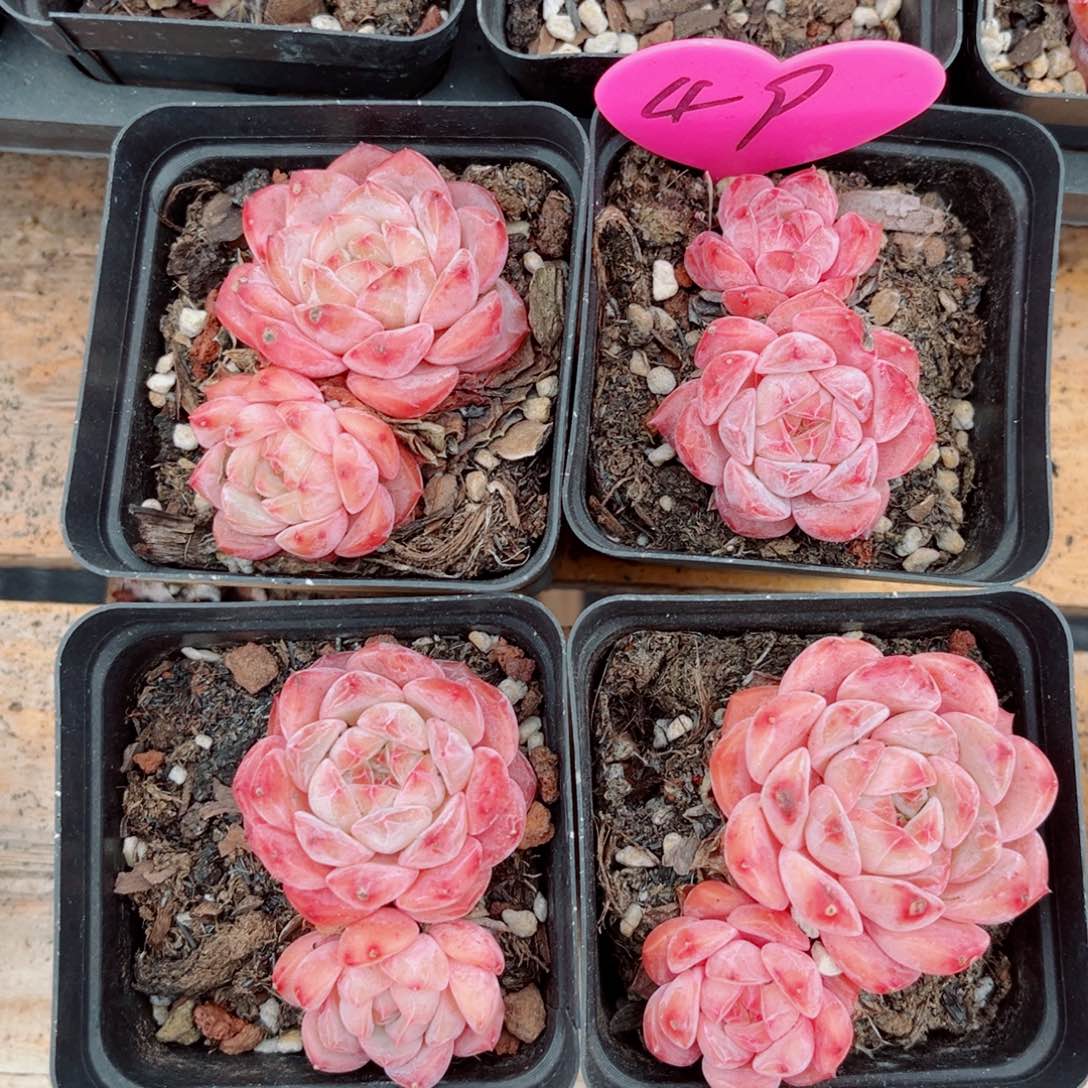 49号小老桩糖钻双头4颗组合