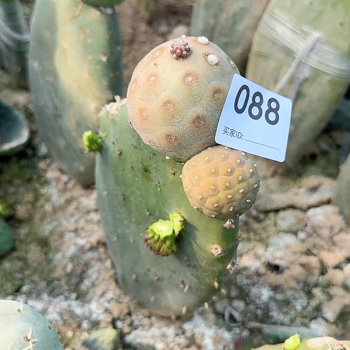 原地恐龙岛习志野088