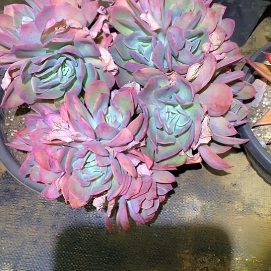 越****y每日特价活动开始啦