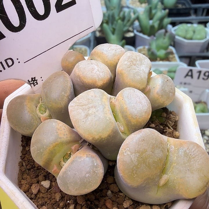 002。满38包邮肉锥