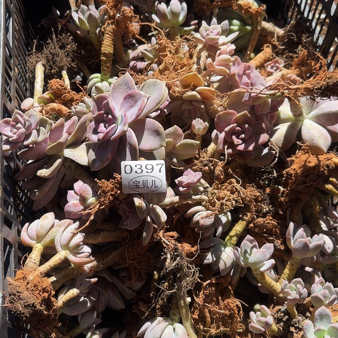 美***美0397号包邮的时候我就在想