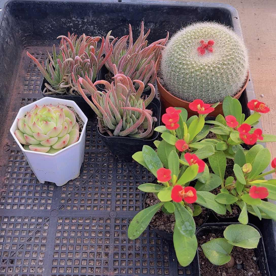 多肉496多肉植物