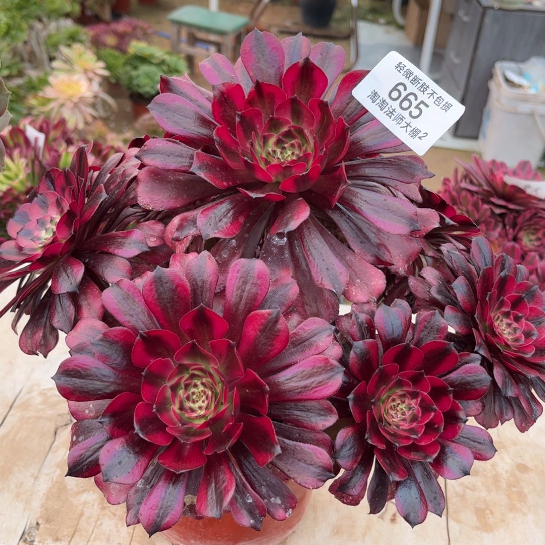 665美姬多肉植物法师