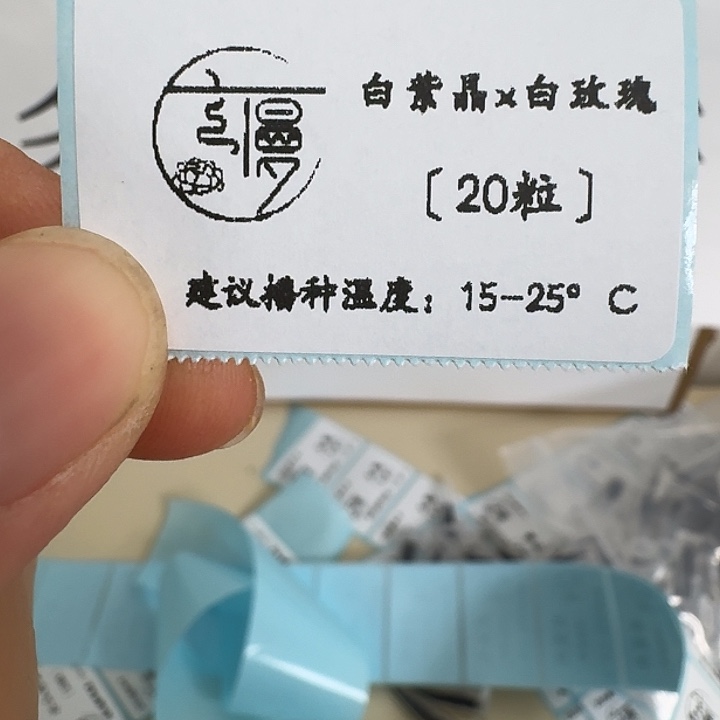 如图2025年杂交种子白紫晶x白玫瑰20粒不包出芽率