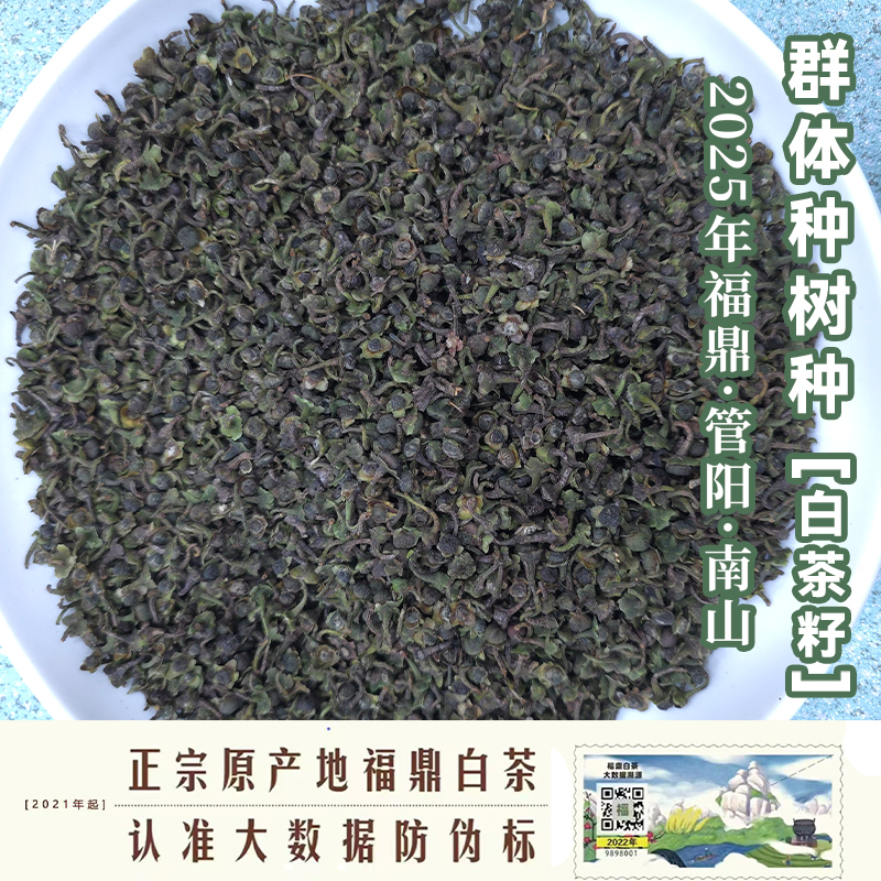 【管阳镇·思路和】白茶籽·2025年群体种小菜茶茶籽100g罐装.
