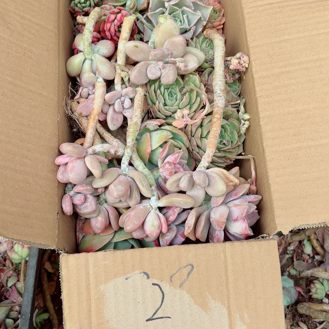 东**尚杂花瑕疵断头处理不售后2