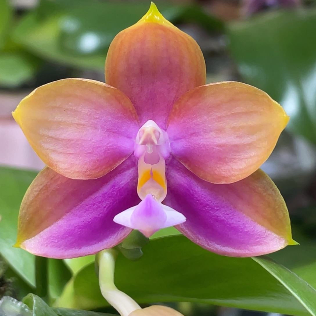 完全开放8888拿下