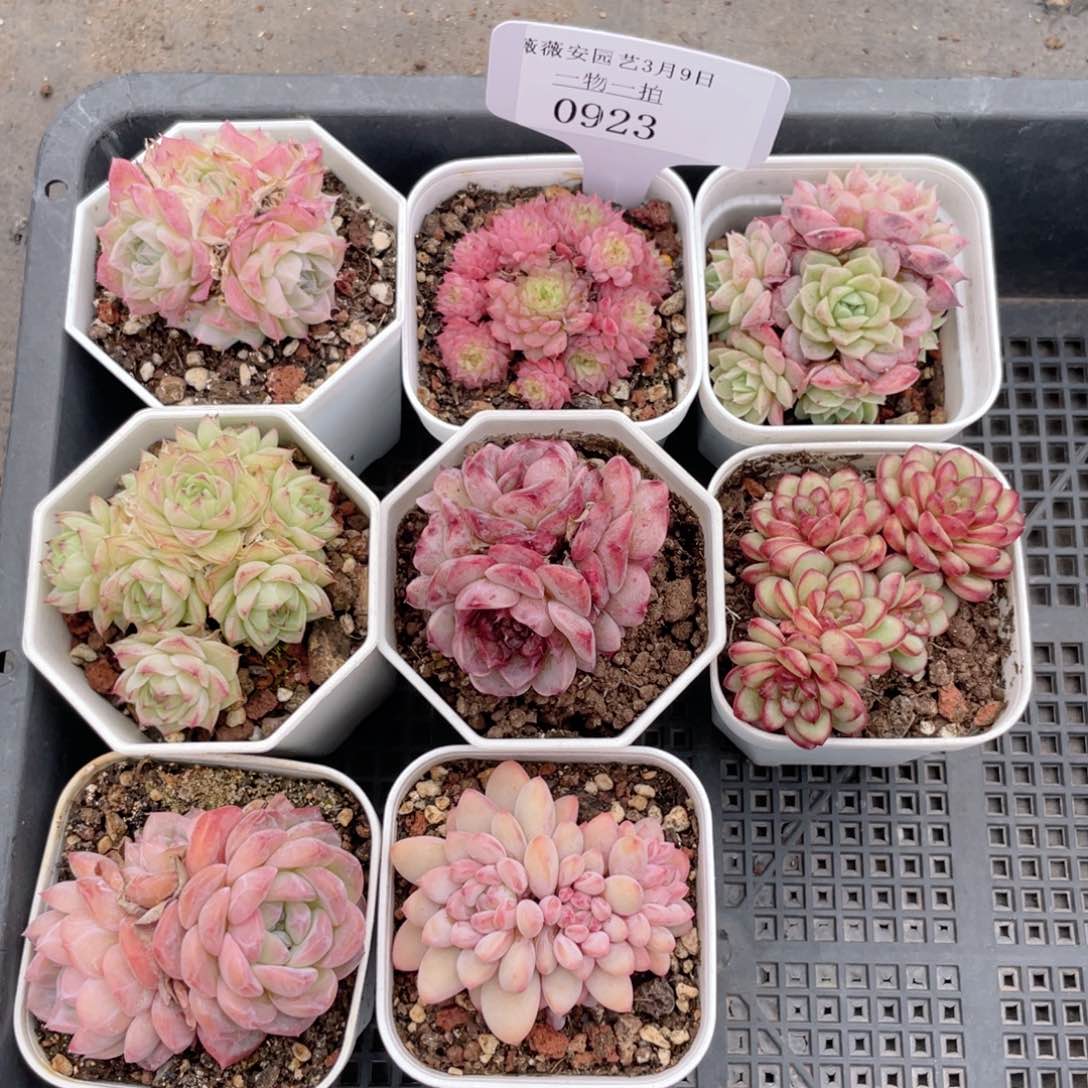 薇薇安园艺多肉0923
