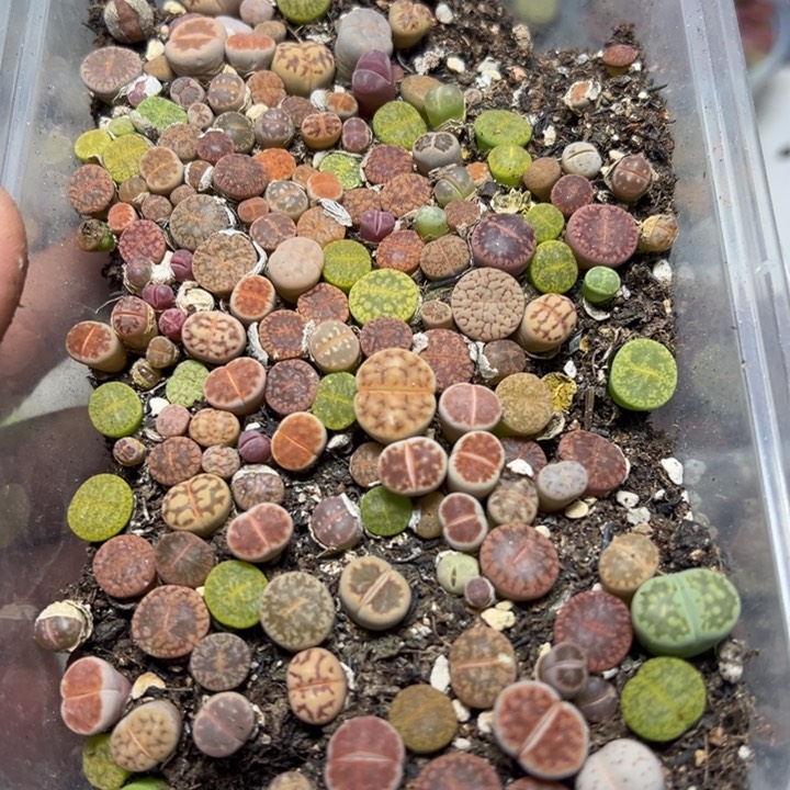 【闪购商品】 1032。      