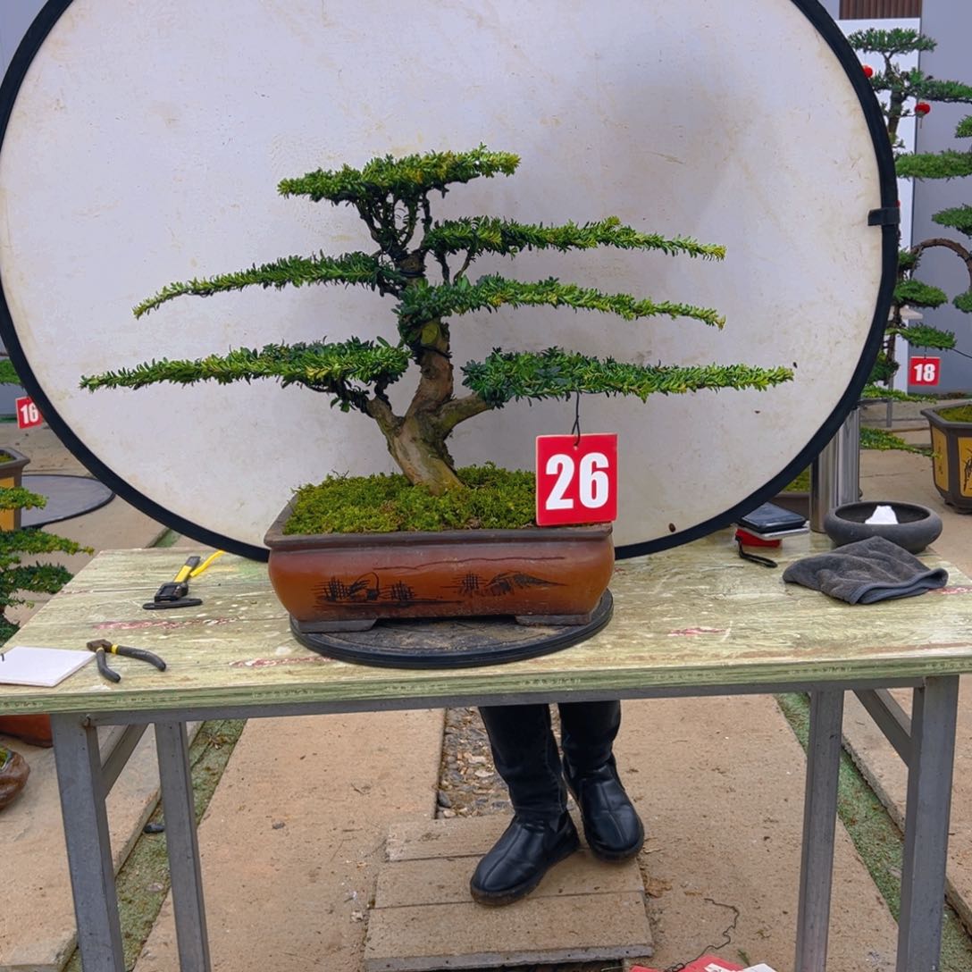 盆景红芽菊花珍珠罗汉松