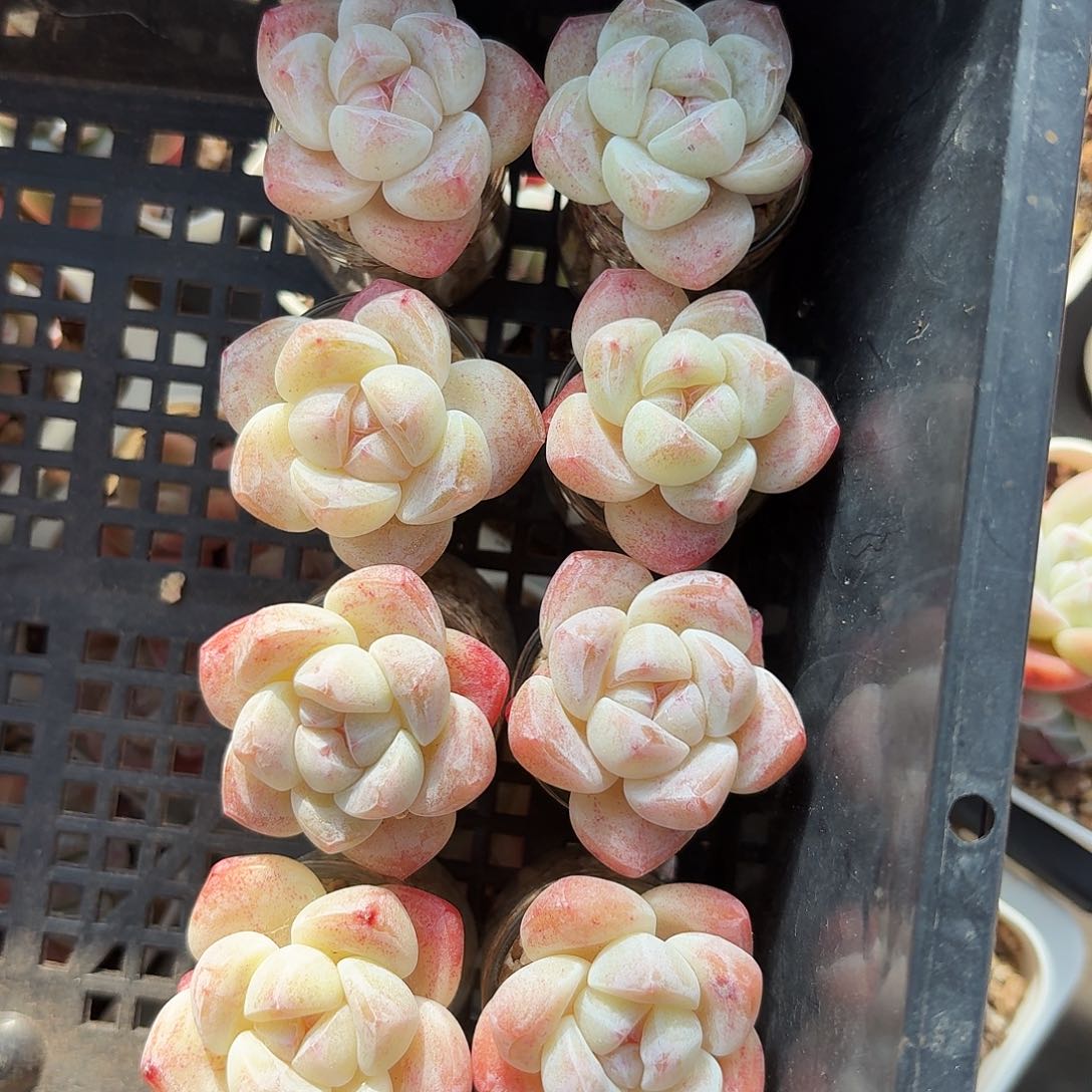 多肉冰玉大号单头拍7发8颗1194