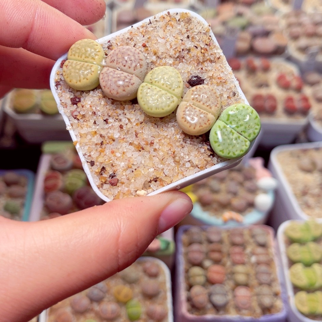 528号带盆包邮发货