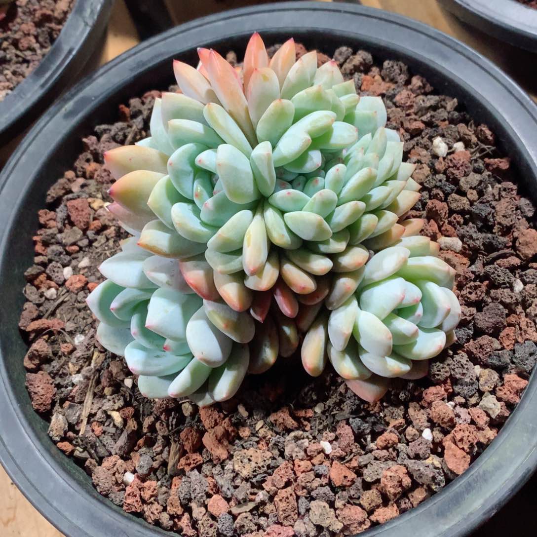 多肉植物多肉植物橙子缀