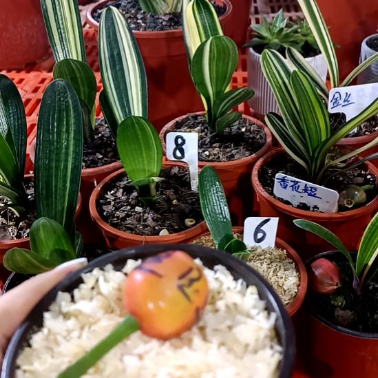 静***定君子兰一物一拍谢谢