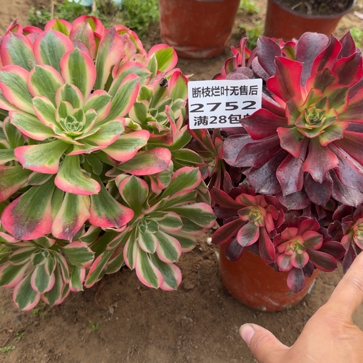 2752二两个组合二号棚A