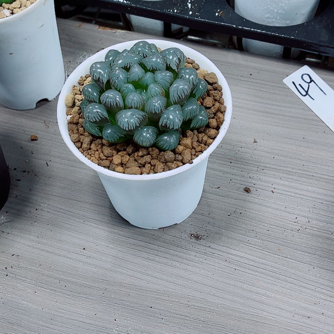 紫冰灯玉露一勿一拍