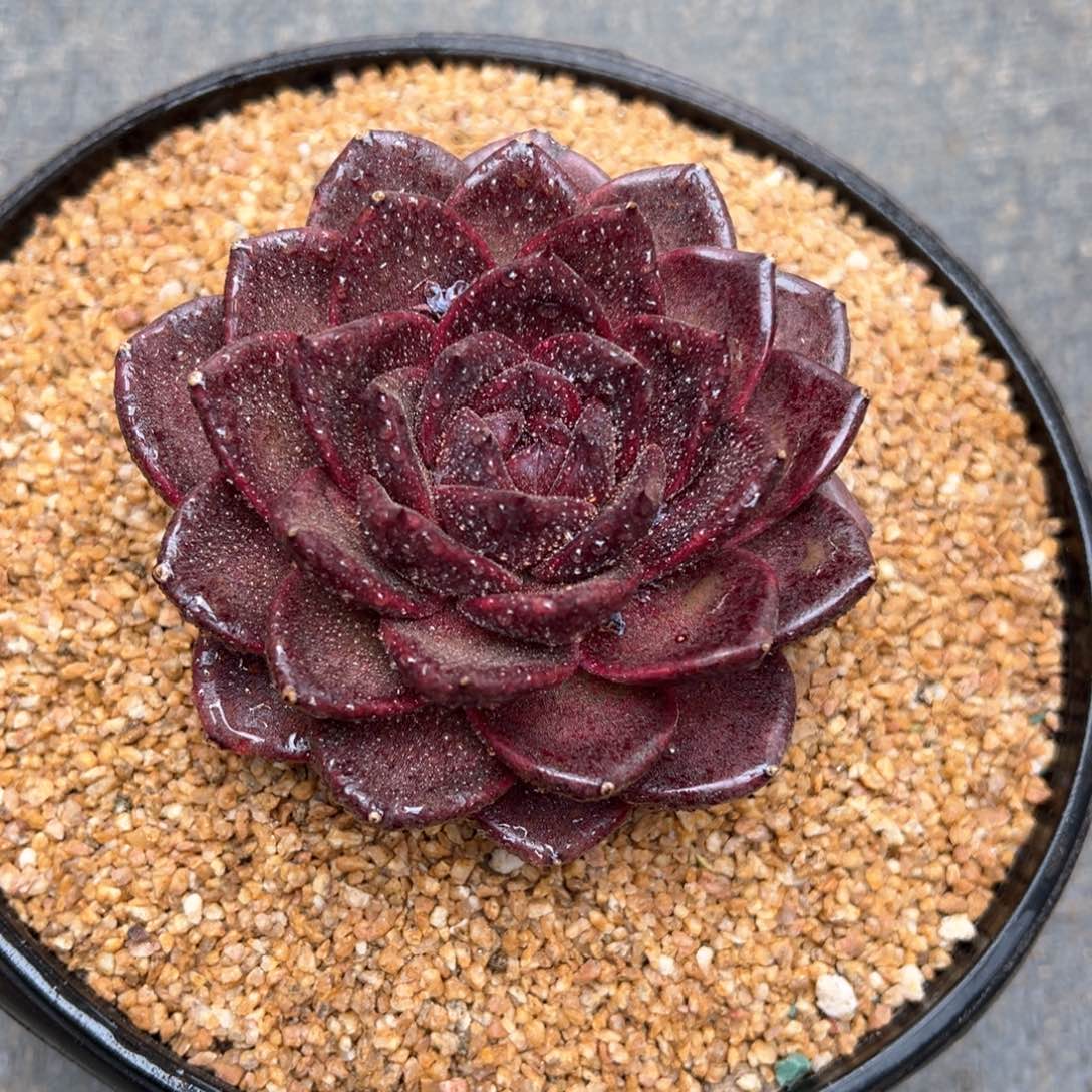 斐****o3.18.23暗黑系新品