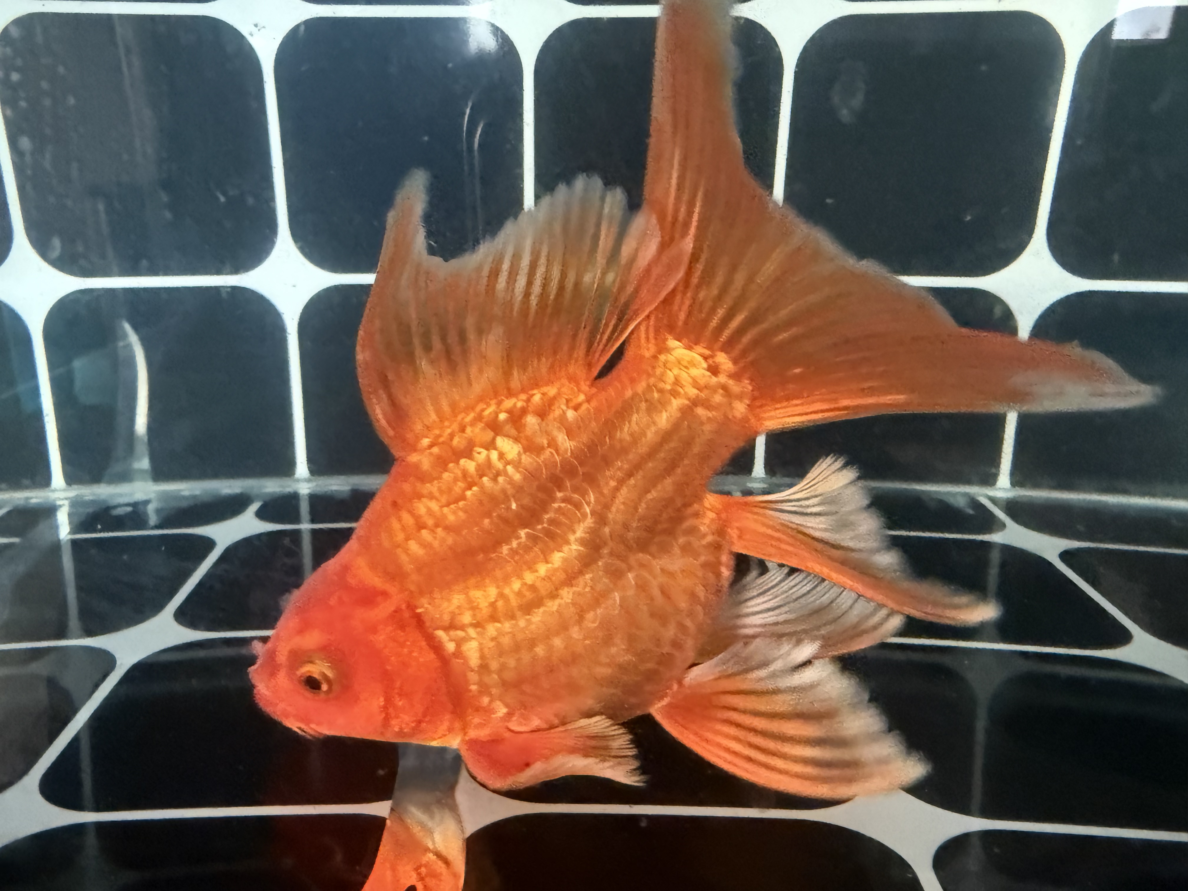 球体/短身红色蝴蝶鲤（不打灯是橘黄，胡萝卜色）开箱录视频