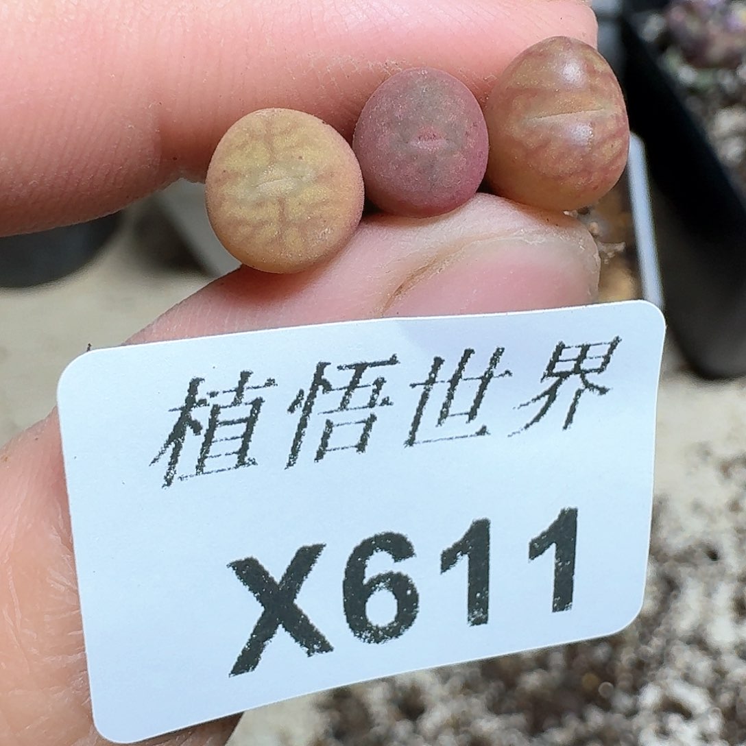 611盒多肉植物哇fv