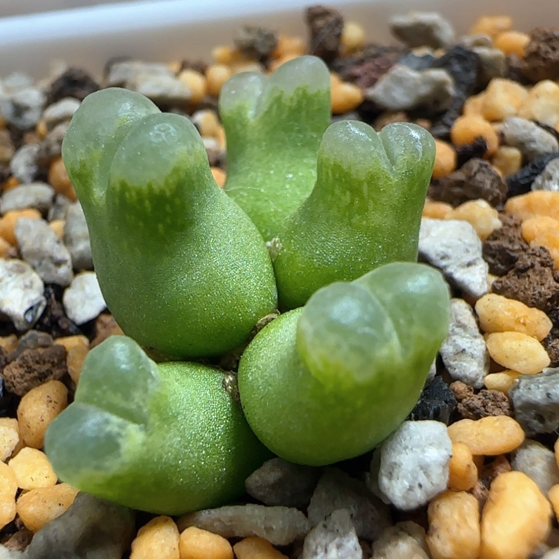 小葫芦杂佛肚多肉植物