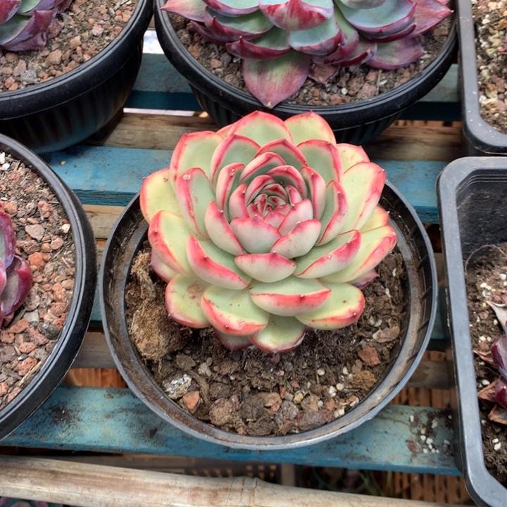 超大花田错多肉植物两单包邮