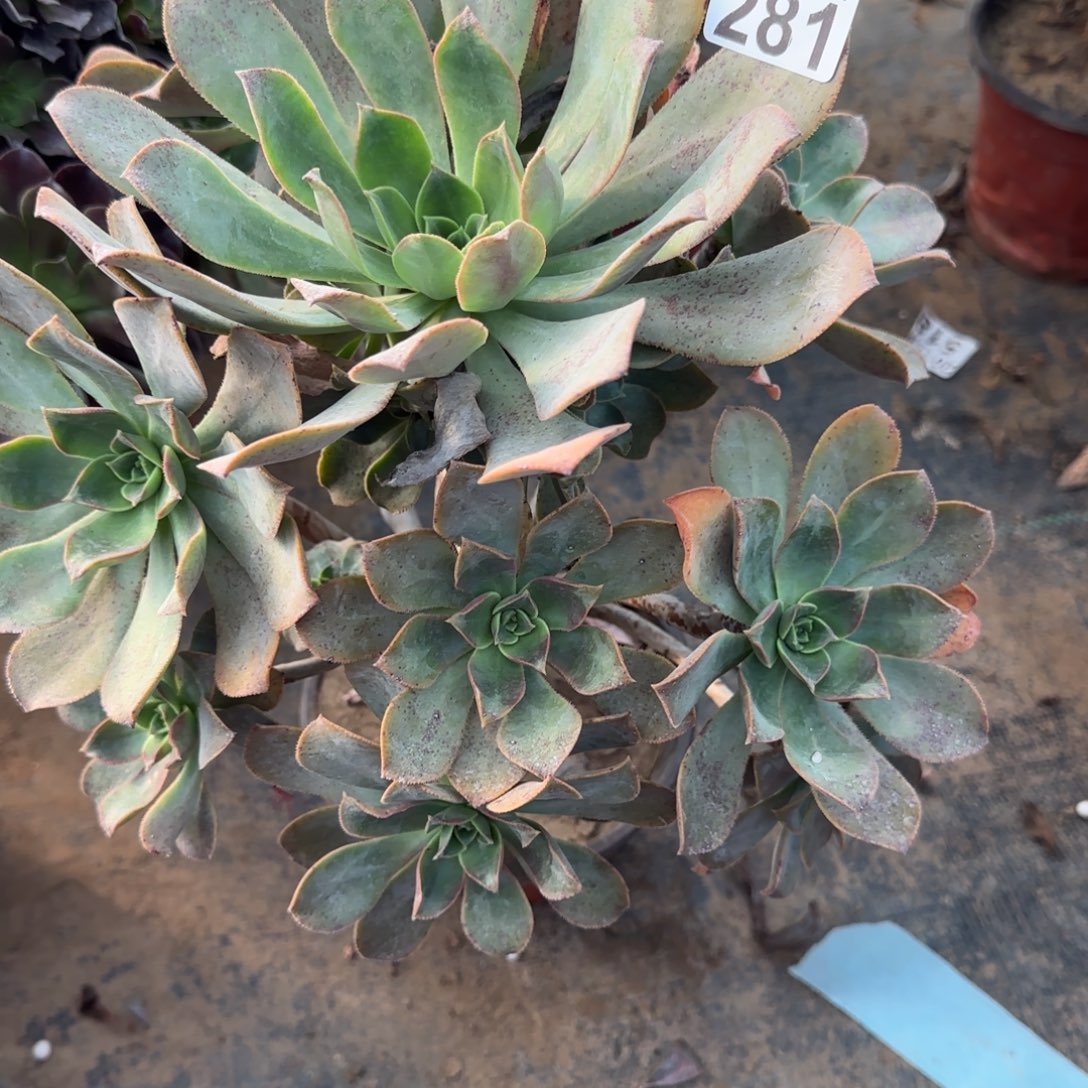 花前月下281满20包邮断枝不包