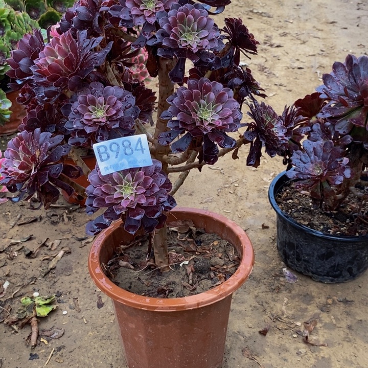 空***空黑铜壶984。             