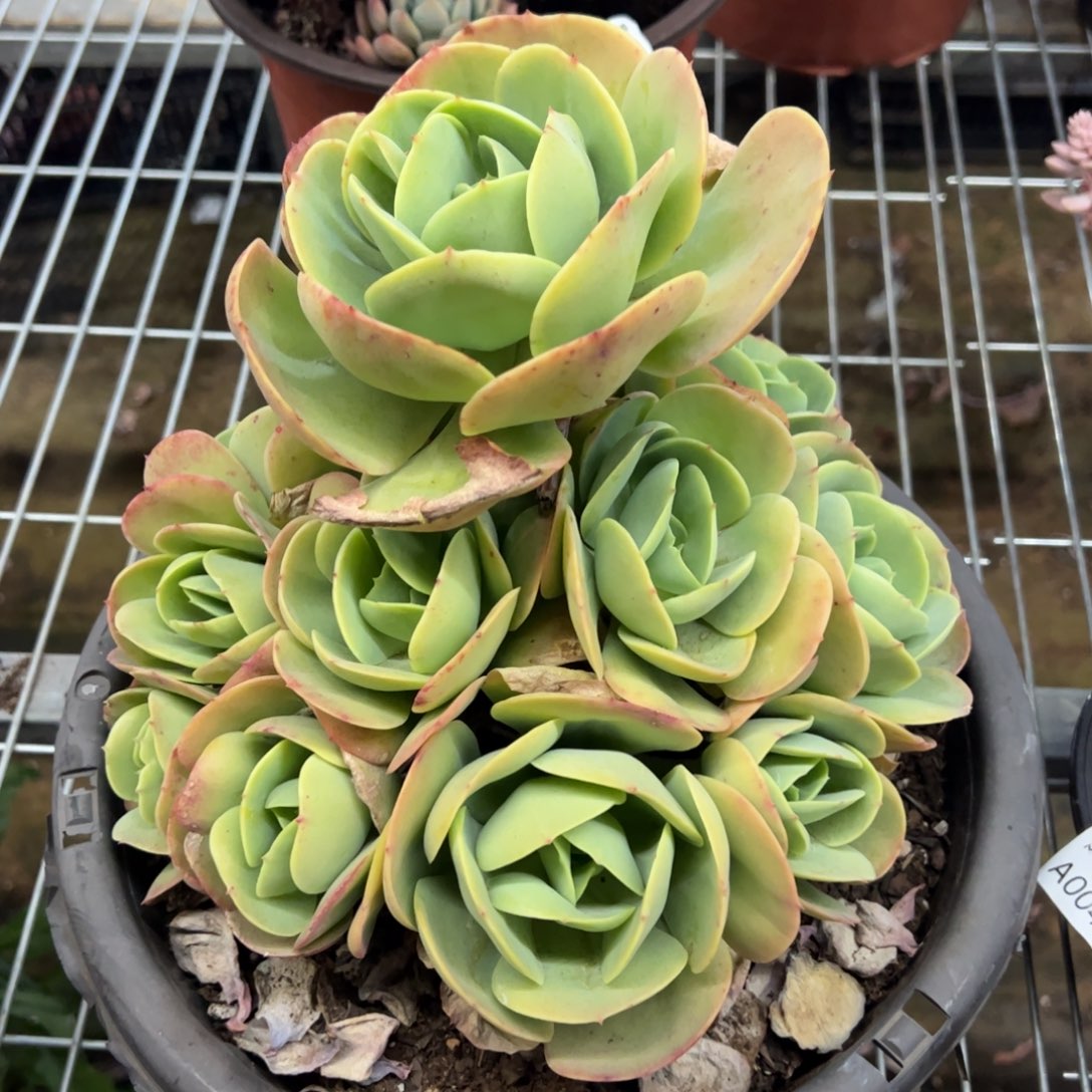 鸡蛋碧桃大手捧多肉