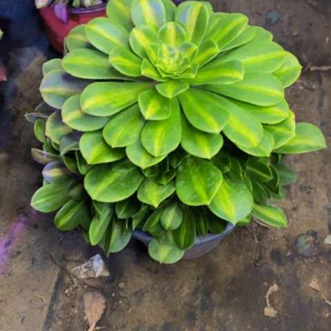 翡翠琉璃多肉植物1722