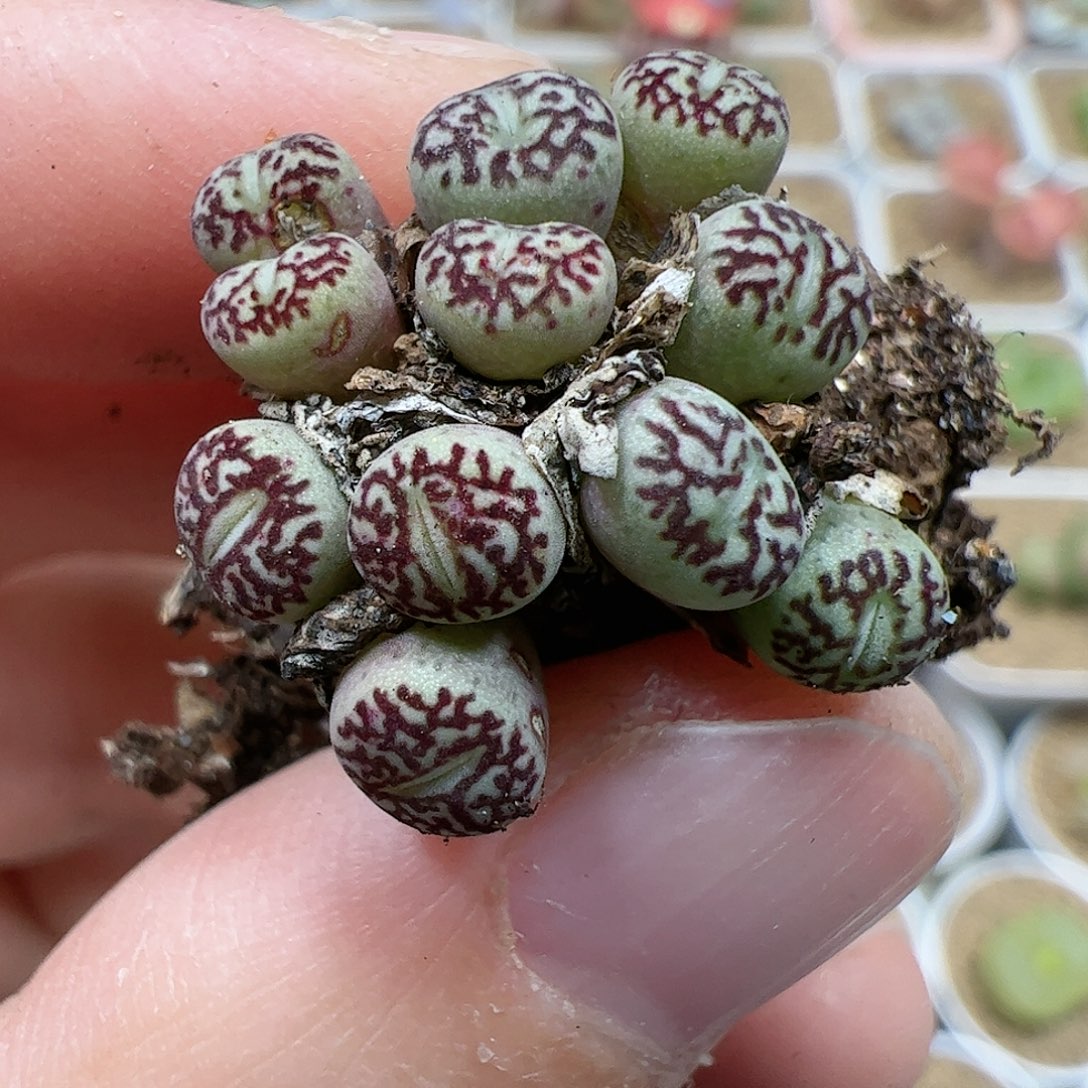 【闪购商品】60 墨