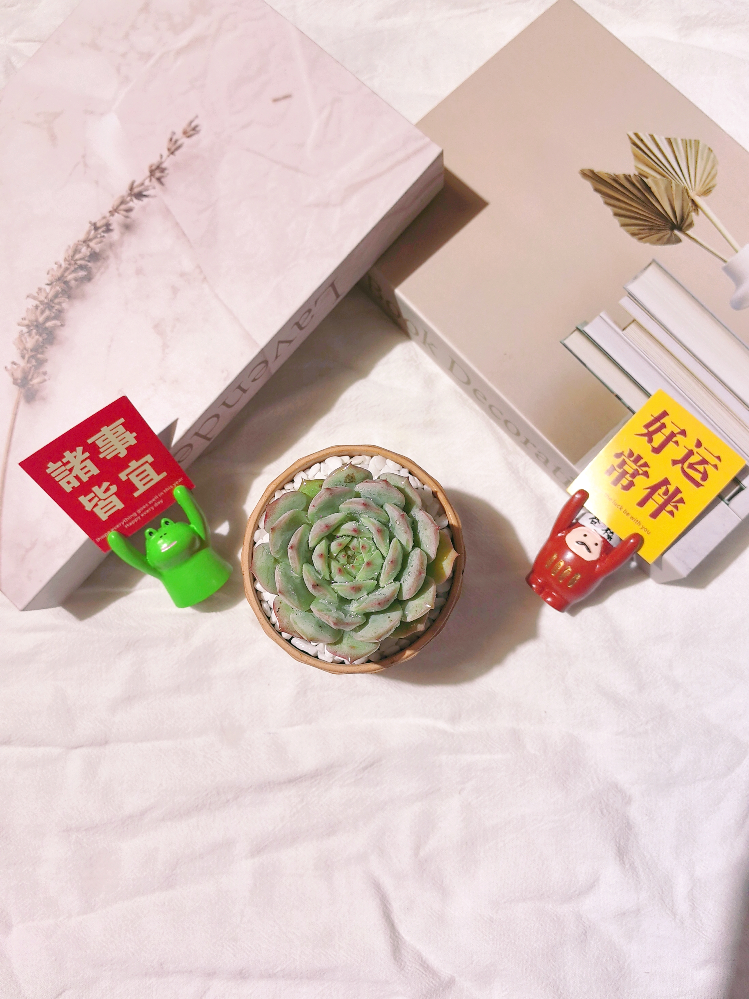 TP 多肉植物 适合办公室 阳台 桌面 耐寒耐热新手好养 带盆土发