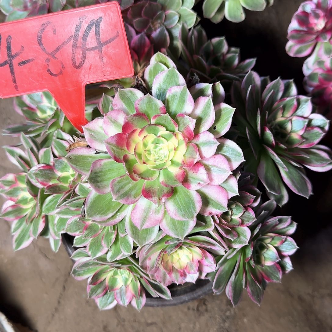 4-864海王多肉法师