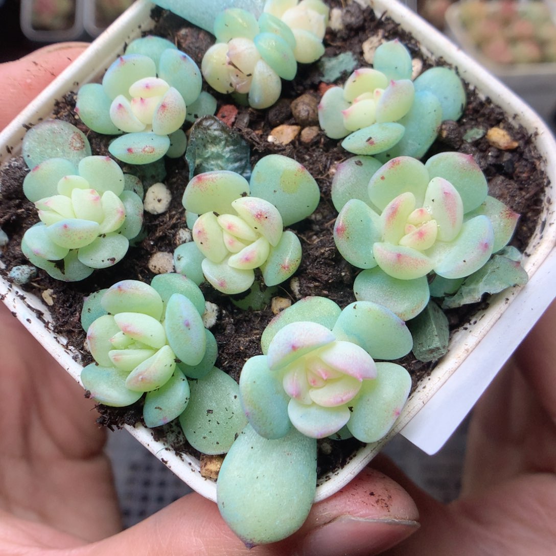 无花朵Q59。蜜糖甜心财富yyyyyy