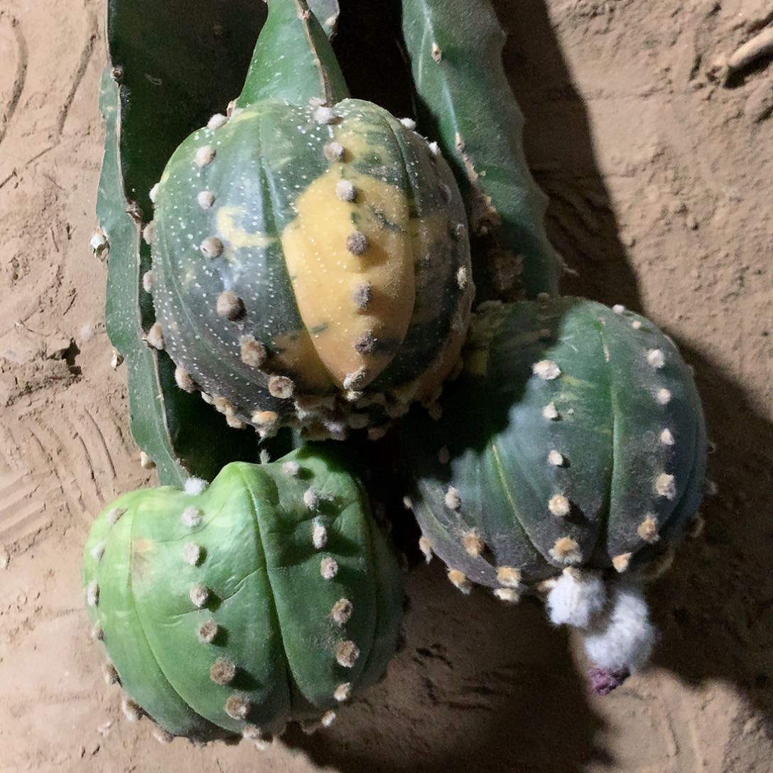 【闪购商品】用****8三兜兜