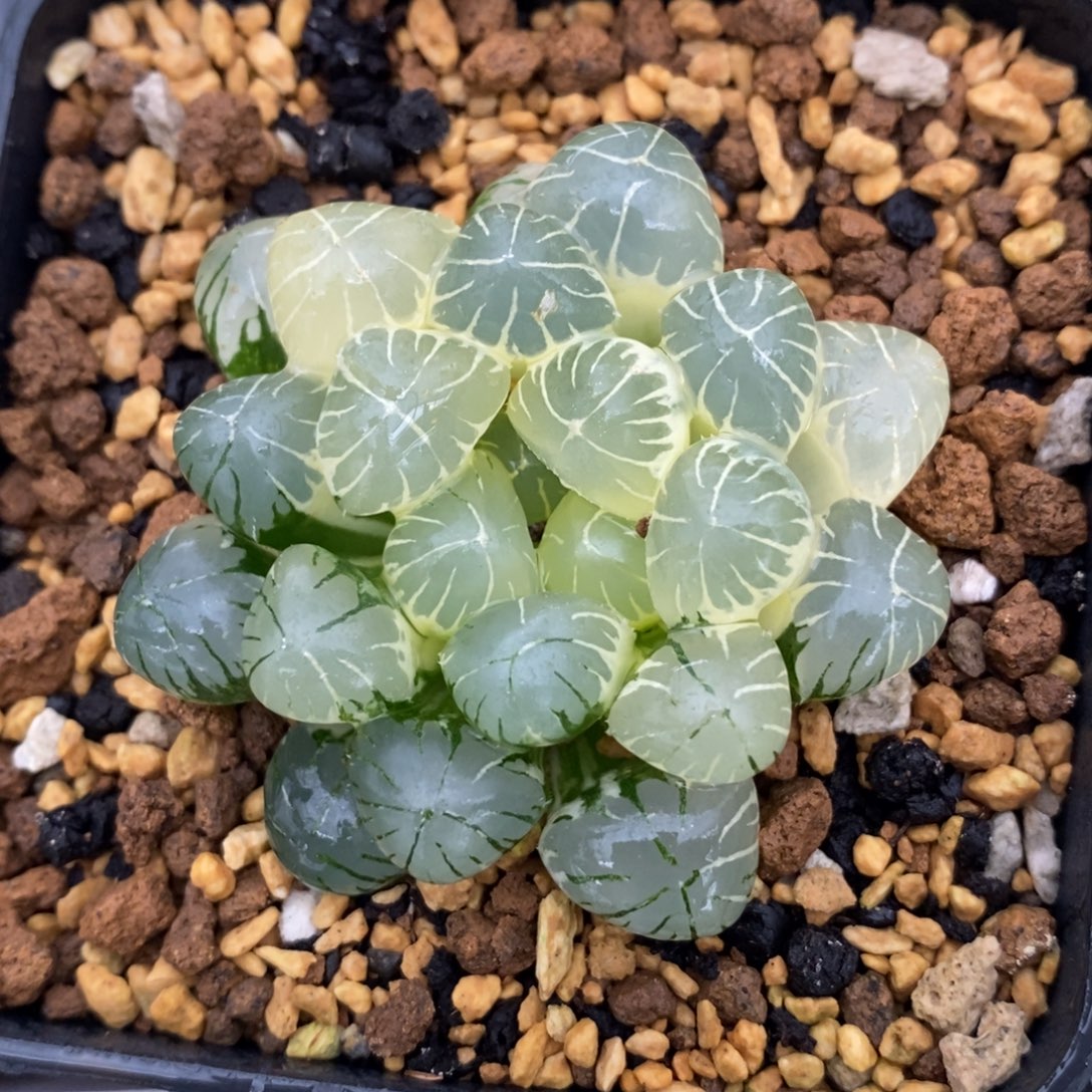 一颗实生糊斑玉露锦      