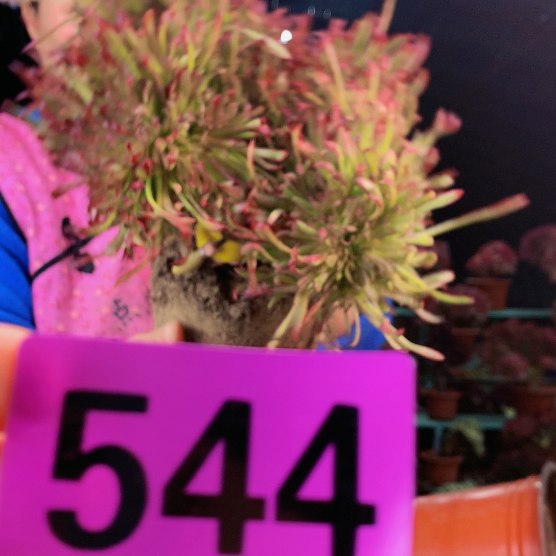 sssssssssssssssssss544