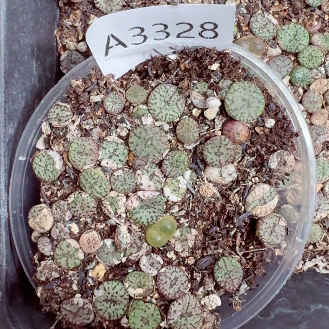 3328——生石花 肉锥