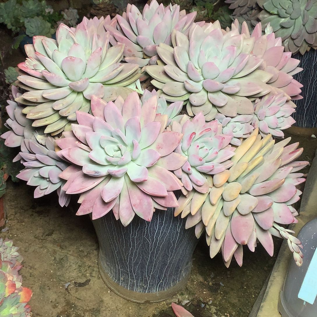 陈*及奥普多肉走物流一物一拍