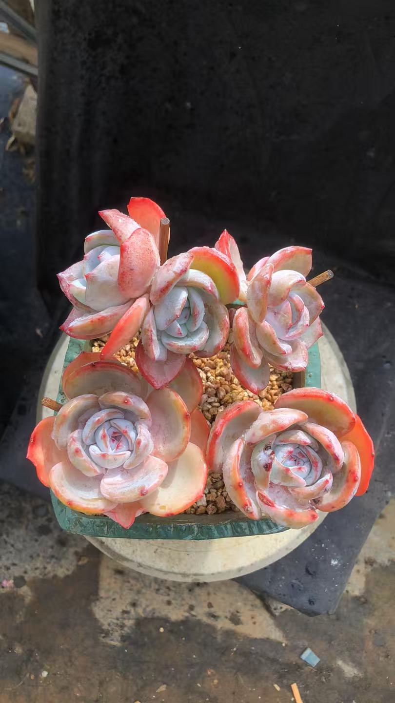 凤橙老桩 小树庄 朵朵 精控 老桩 厚叶