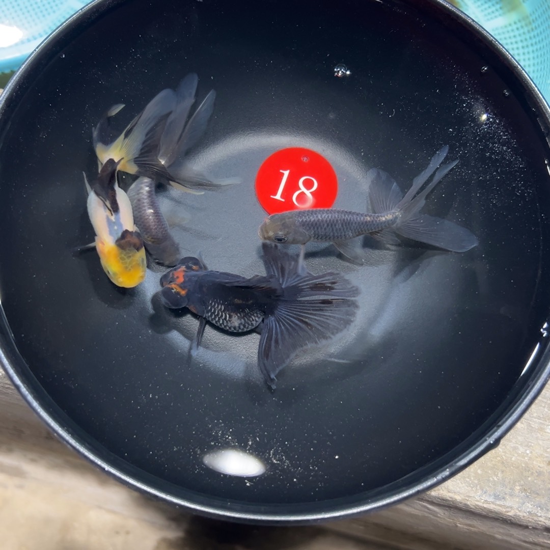 金鱼18号。狮15 丹凤2条40 蝶60