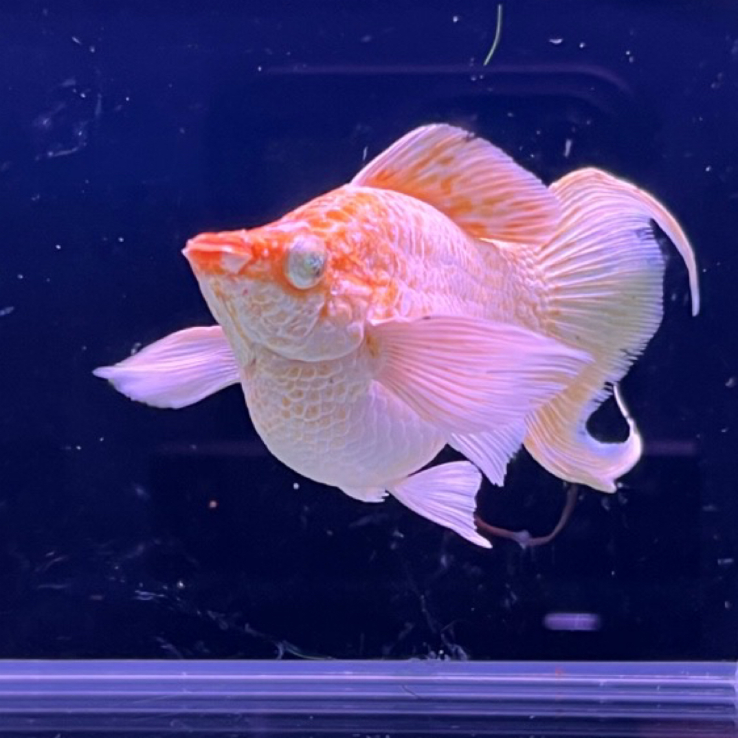 钻石眼玛丽鱼F1混搭